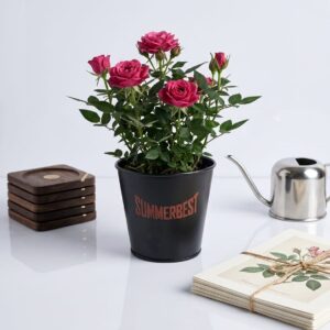 Petite Blooms Magenta Rose Patio Plant